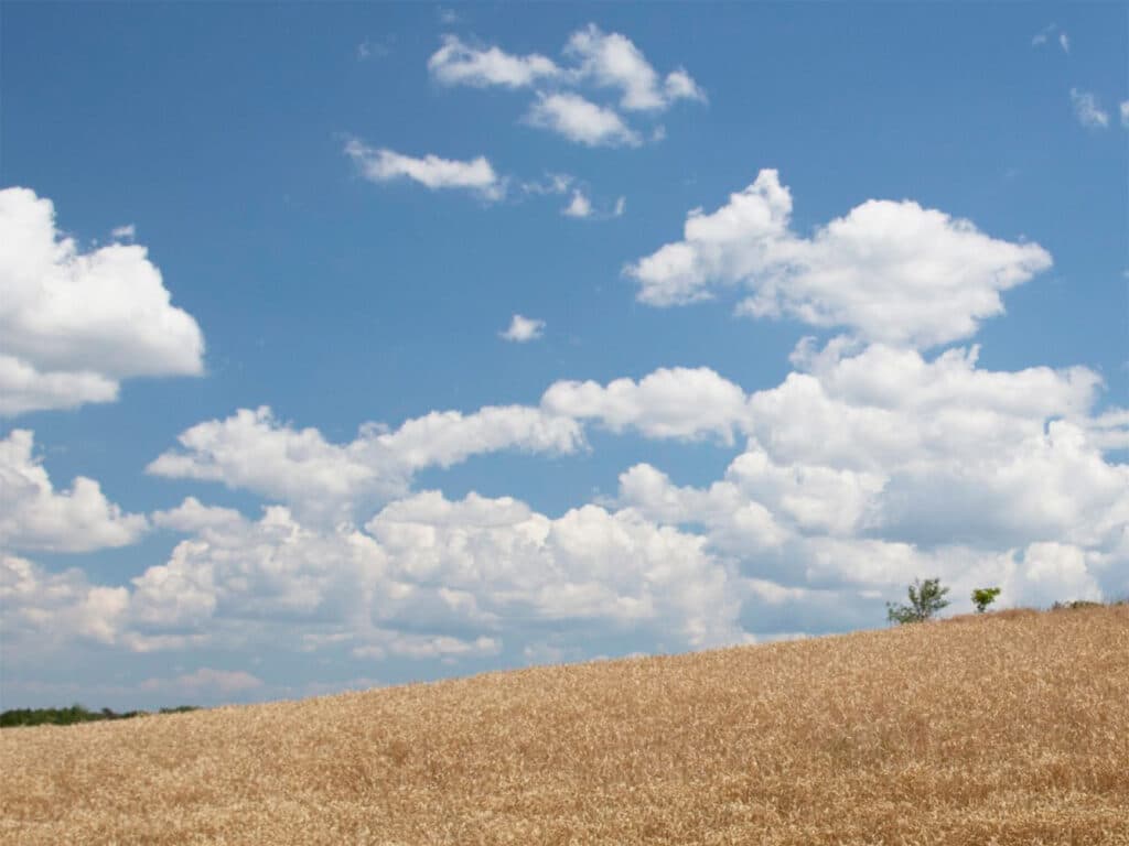 Report cover for Farming in Ontario's Greenbelt: Possibility Grows Here featuring a wide grain field under a bright blue sky with large white clouds.