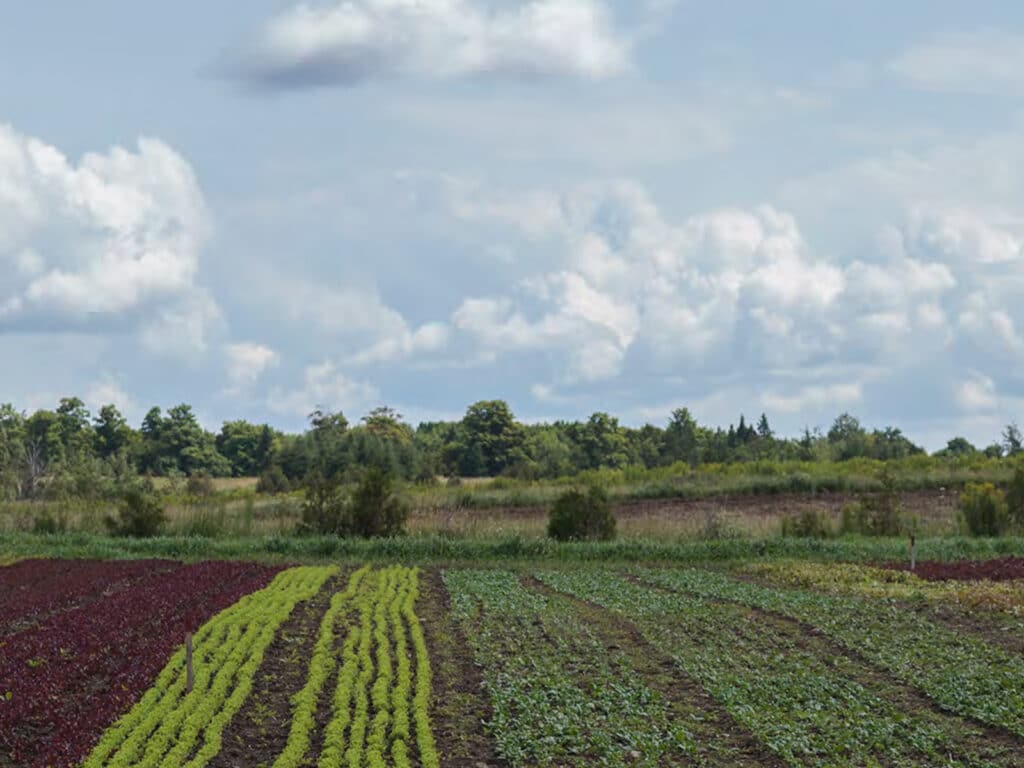Farmland at Risk report cover featuring rows of leafy green and red crops stretch across a field under a wide sky filled with large white and gray clouds, with a tree line in the distance.