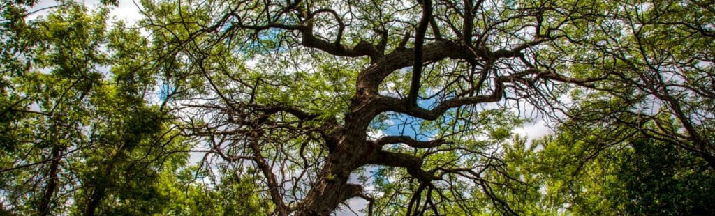 A large, crooked tree with sprawling green branches stands in a lush meadow, surrounded by dense foliage under a partly cloudy sky.
