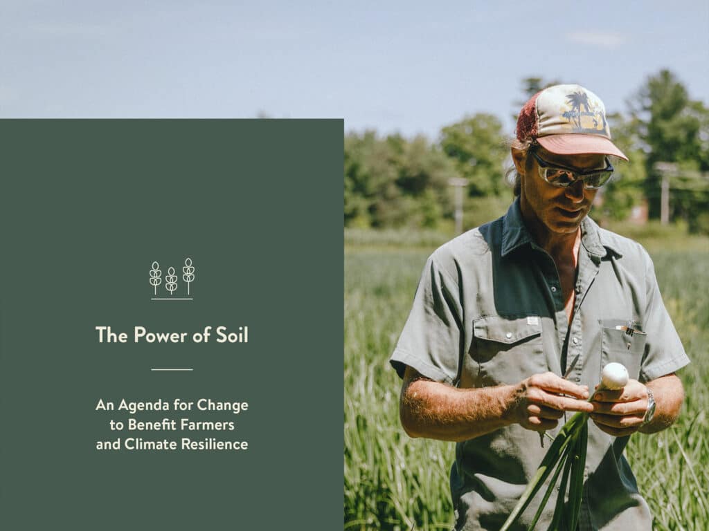 A farmer inspecting an onion in the field.