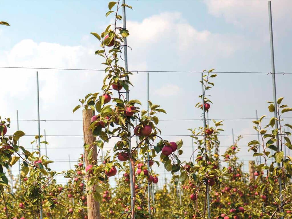 Rows of apple trees in an orchard under a partly cloudy sky.