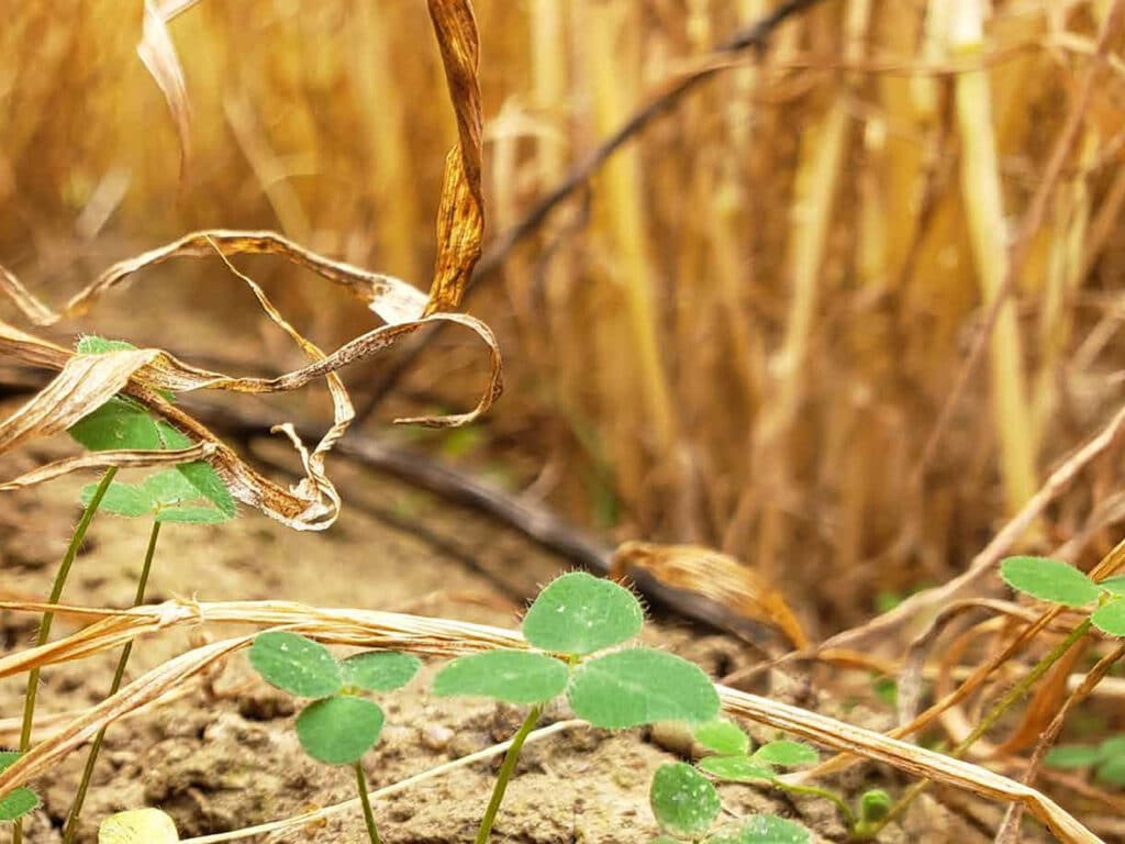 Close-up of clover growing among dry soil in a farm field.