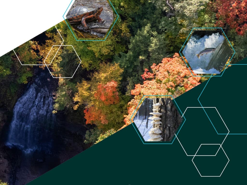 Aerial view of mixed autumn forest, river, and small waterfalls framed by hexagonal overlays including turtles, fish, and mushrooms.