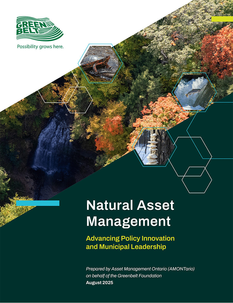 Report Cover Aerial view of mixed autumn forest, river, and small waterfalls framed by hexagonal overlays including turtles, fish, and mushrooms.
