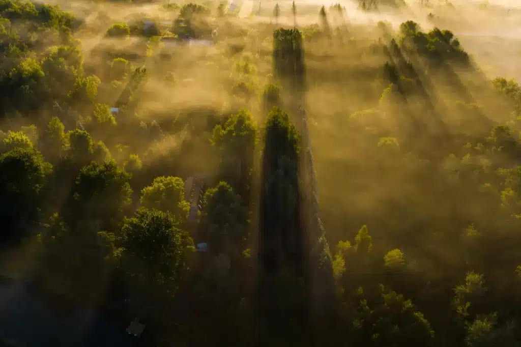 a view of trees covered in mist