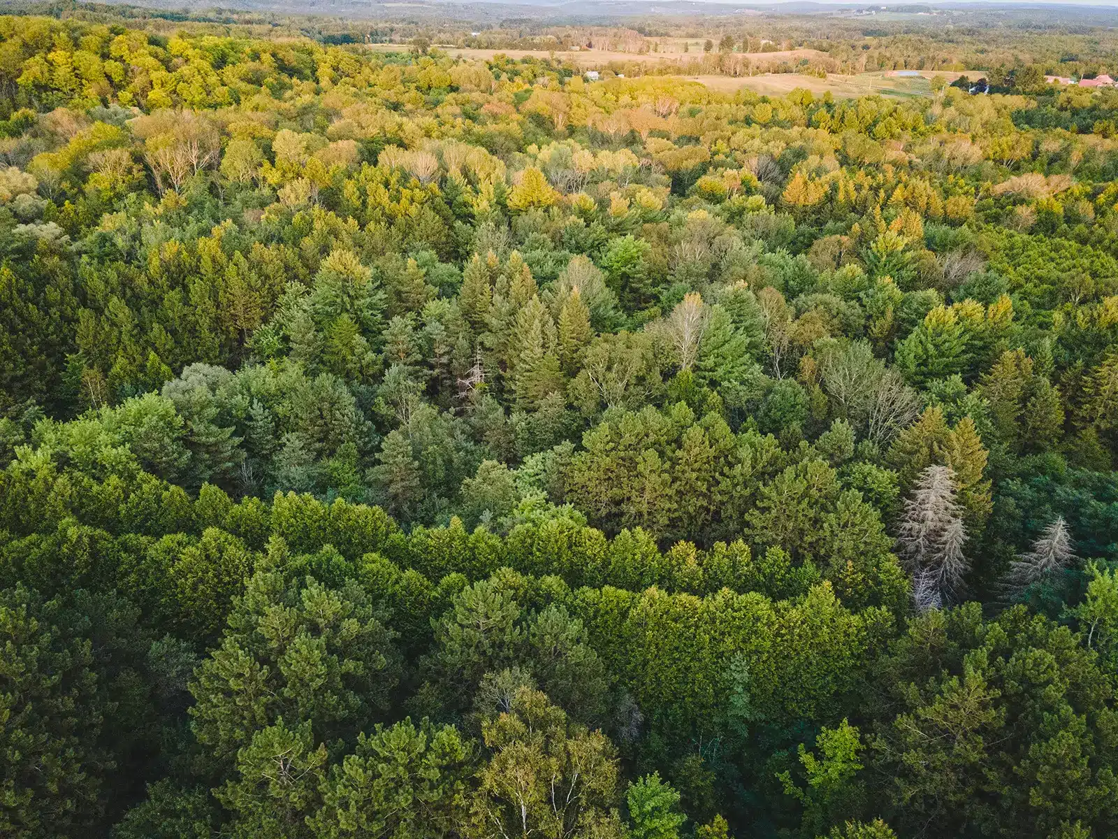 an aerial view of trees