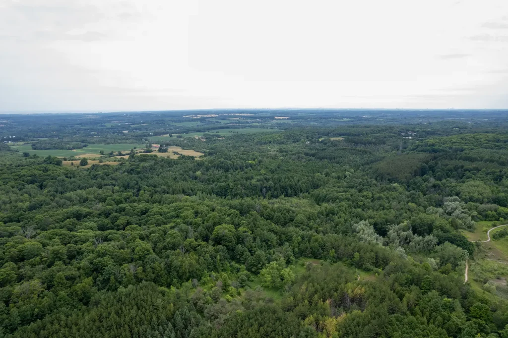 aerial view of a forest