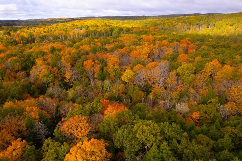 Aerial view of forest with trees in varying shades of oranges, yellow and green