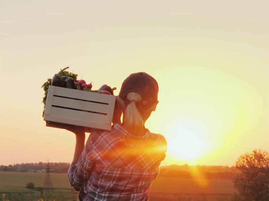 A farmer, seen from behind, carries a wooden crate filled with fresh vegetables while standing in a field at sunset.