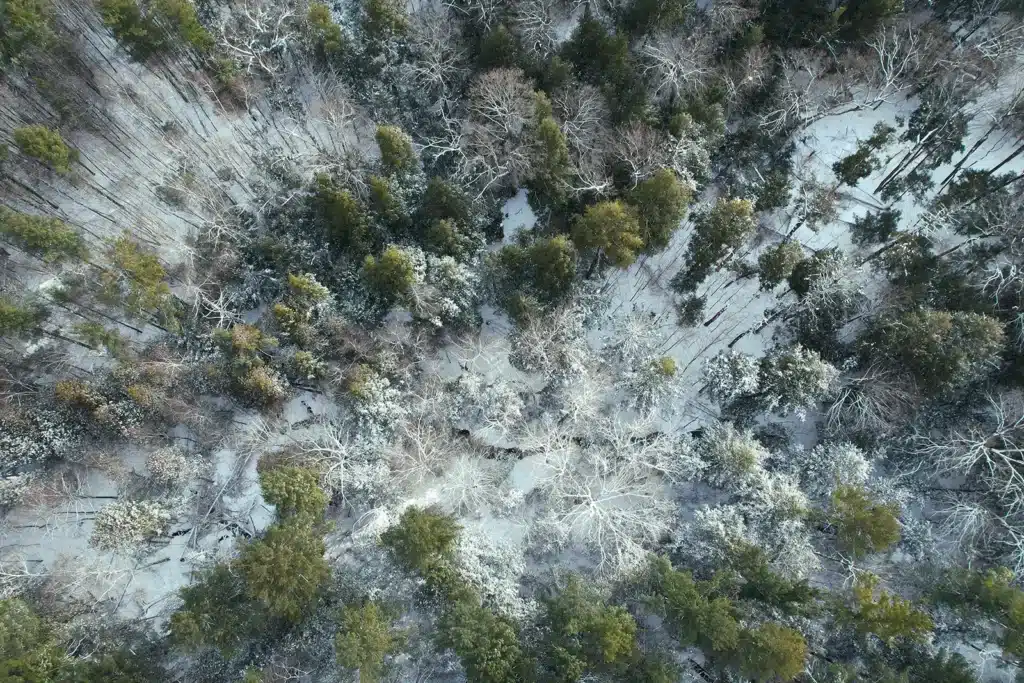 aerial view of snow covered trees