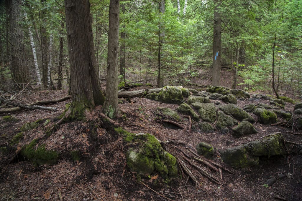 Forest floor near Little Cove Tobermory