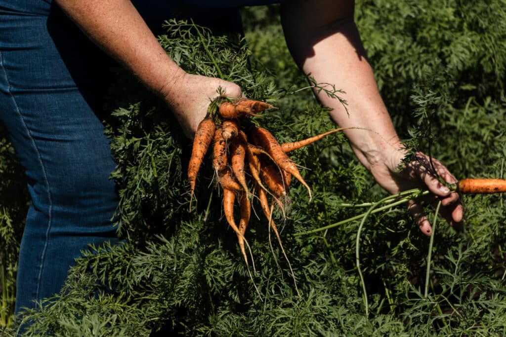 Farmer hands holding a bunch of freshly picked carrots