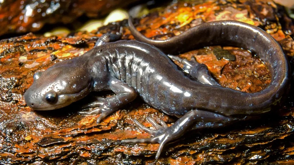 Jefferson Salamander