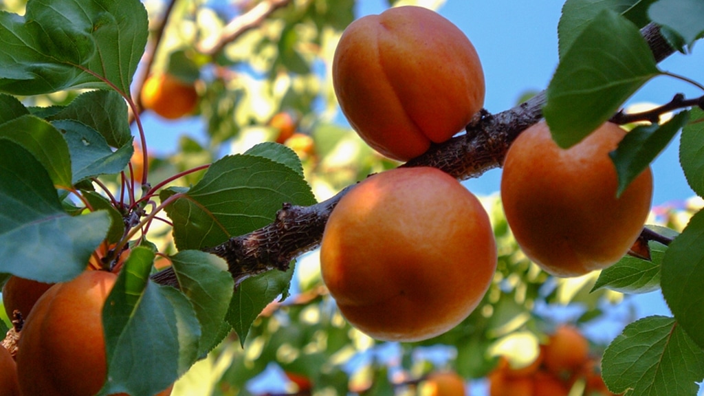 Niagara Peaches on tree