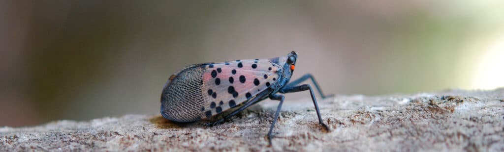 Adult Spotted Lanternfly