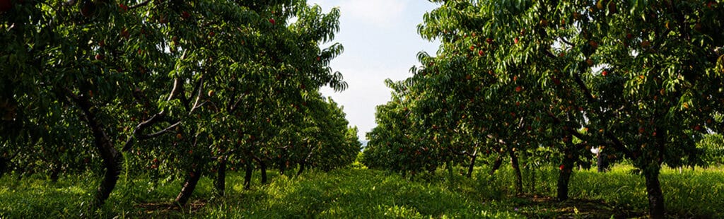 View inside an orchard.