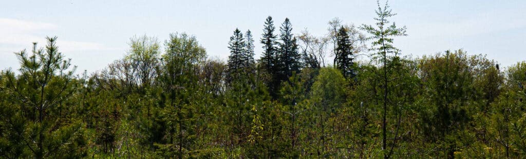 White Pine, Eastern Tamarack, and White Spruce Trees.