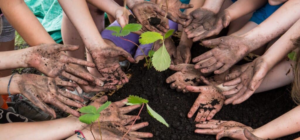 Children planting Strawberries.