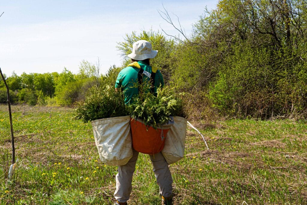 Tree planter carrying bags full of seedling trees in a field
