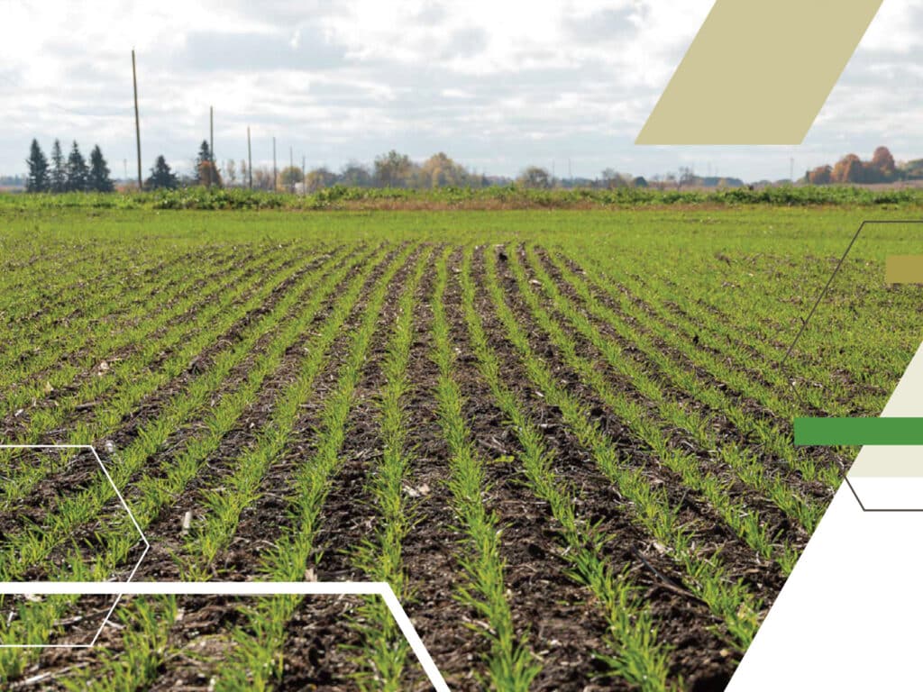 Young row crops growing in a cultivated field.