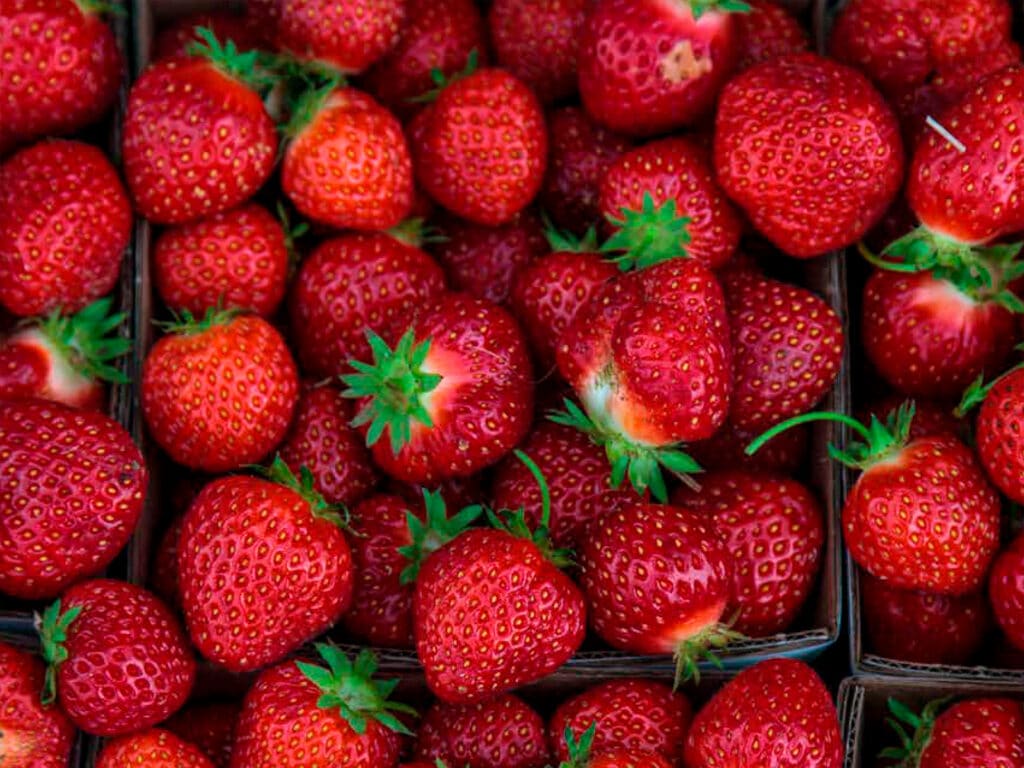 Close-up photo of red strawberries in crates featured on the cover of Plant the Seeds: Opportunities to Grow Southern Ontario’s Fruit & Vegetable Sector report