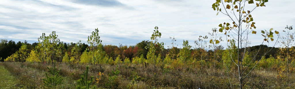 Trees in a serene landscape.