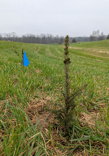 Small tree in field