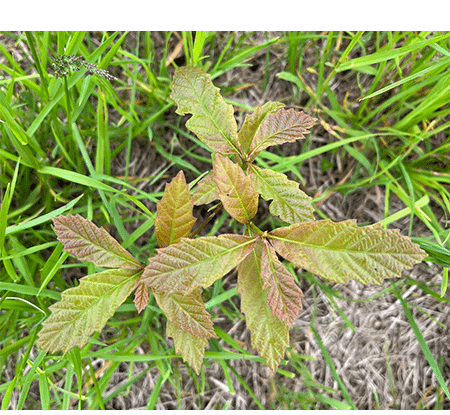 Young leaves among green grass