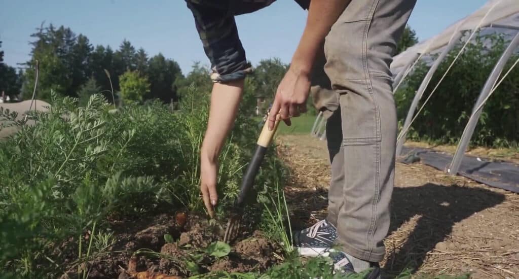 Person lifting carrots in sunny field.