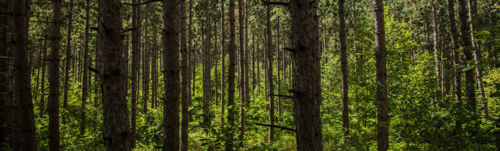 Trees in a green forest