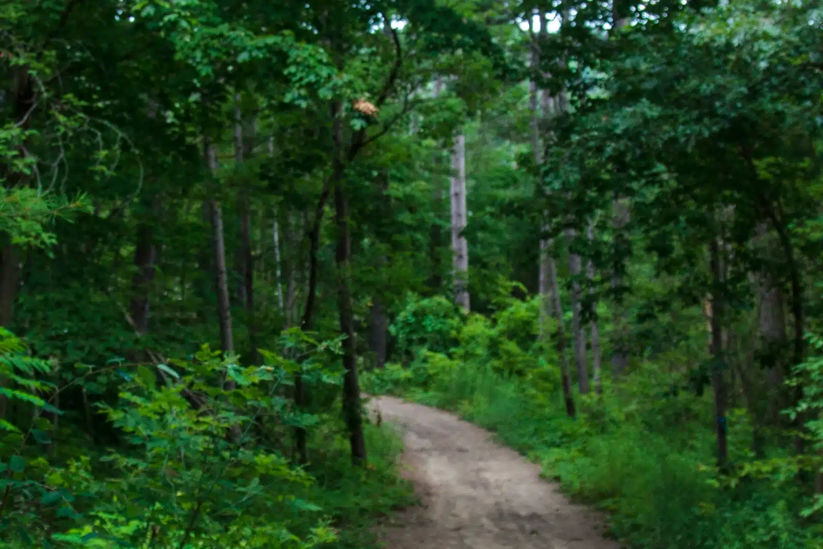 Lush green forest path winding through