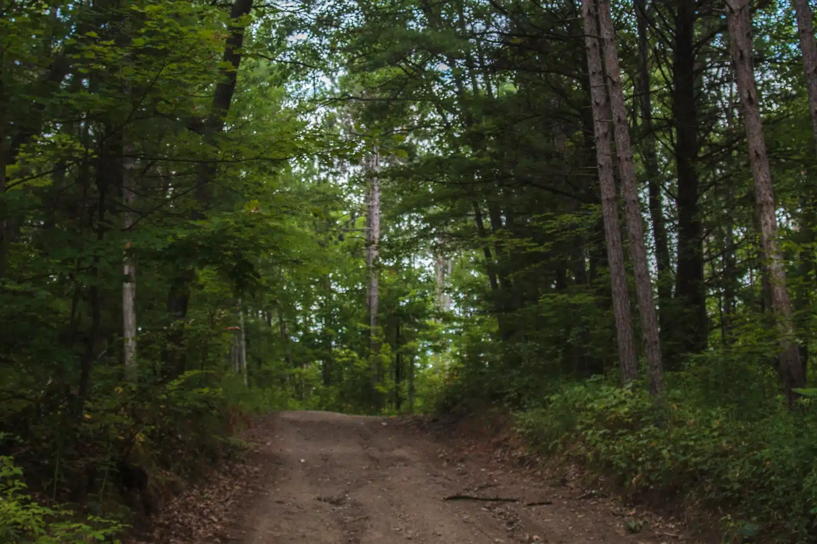 Path through lush green forest