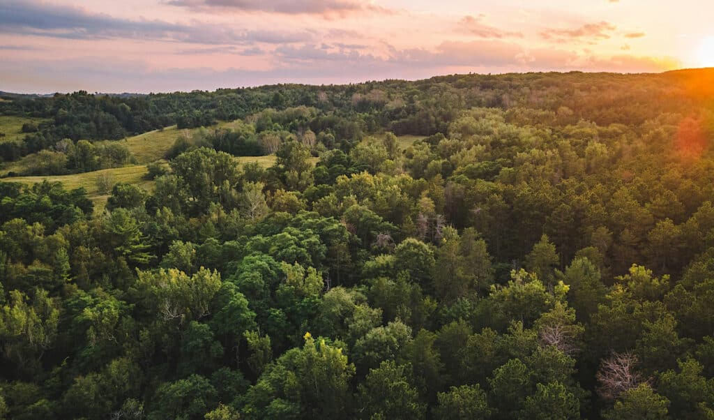 Lush green landscape at sunset