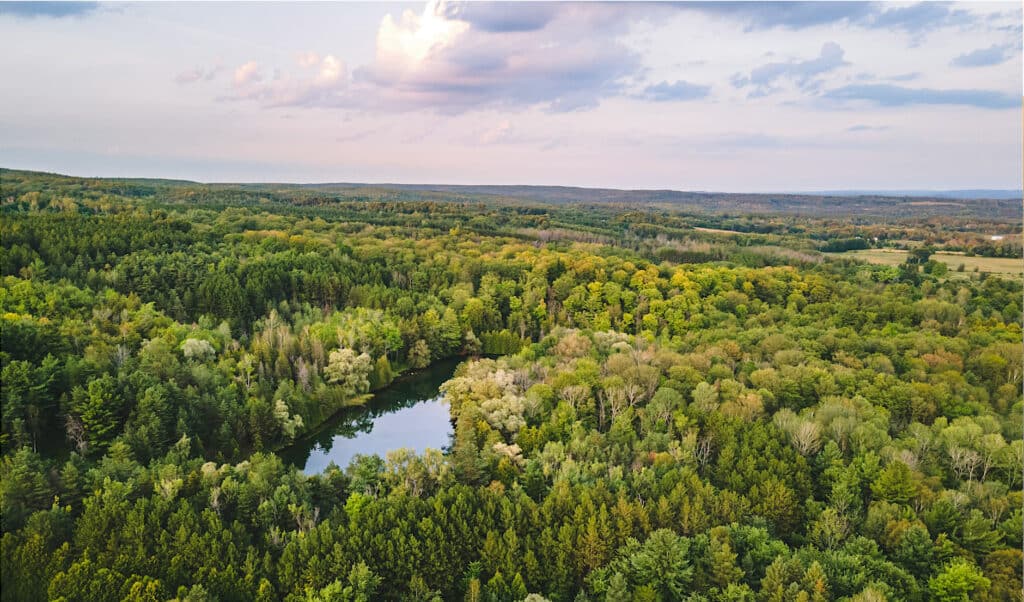 Lush forest surrounding a tranquil pond.